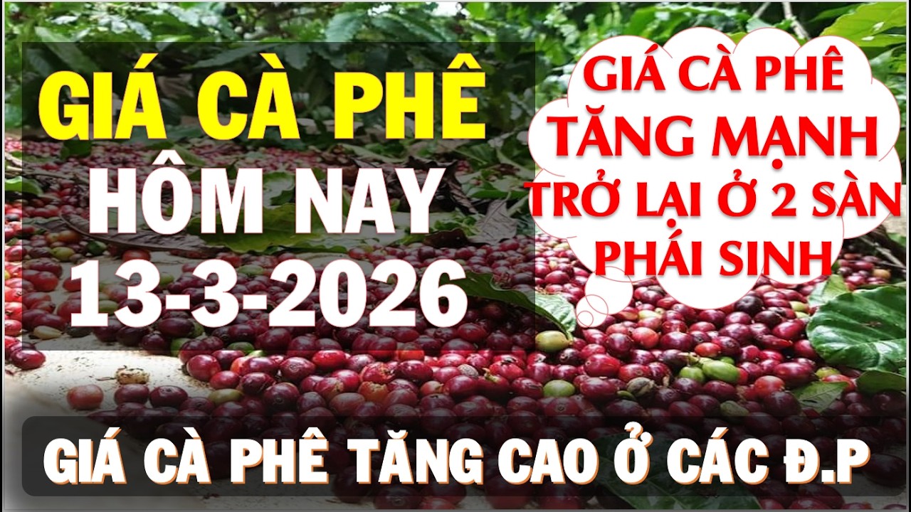 Giá cà phê hôm nay ngày 13/3/2026|Giá cà phê tăng mạnh trở lại ở 2 sàn và trong nước