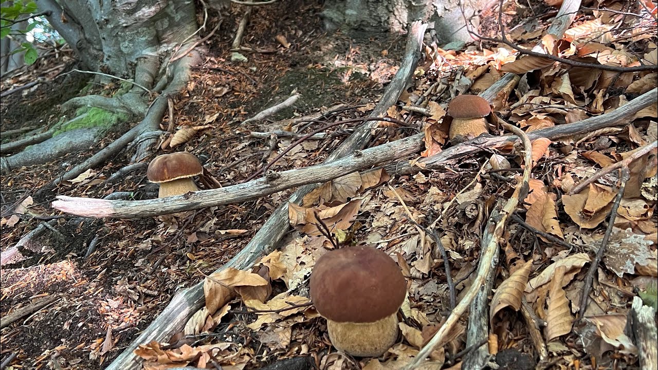 FUNGHI PORCINI 2023 ➖ MAGICO FAGGIO