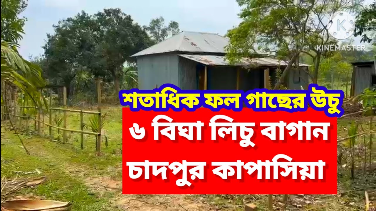 ৬ বিঘা লিচু বাগান বিক্রয় গাজীপুর ঢাকা | ১০ ফিট রোড | Land sale Gazipur Dhaka@IMPEXPROPERTY