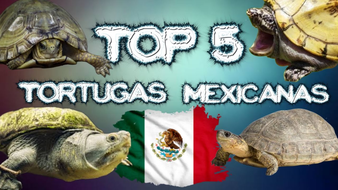 TOP 5 - Las MEJORES TORTUGAS de MÉXICO