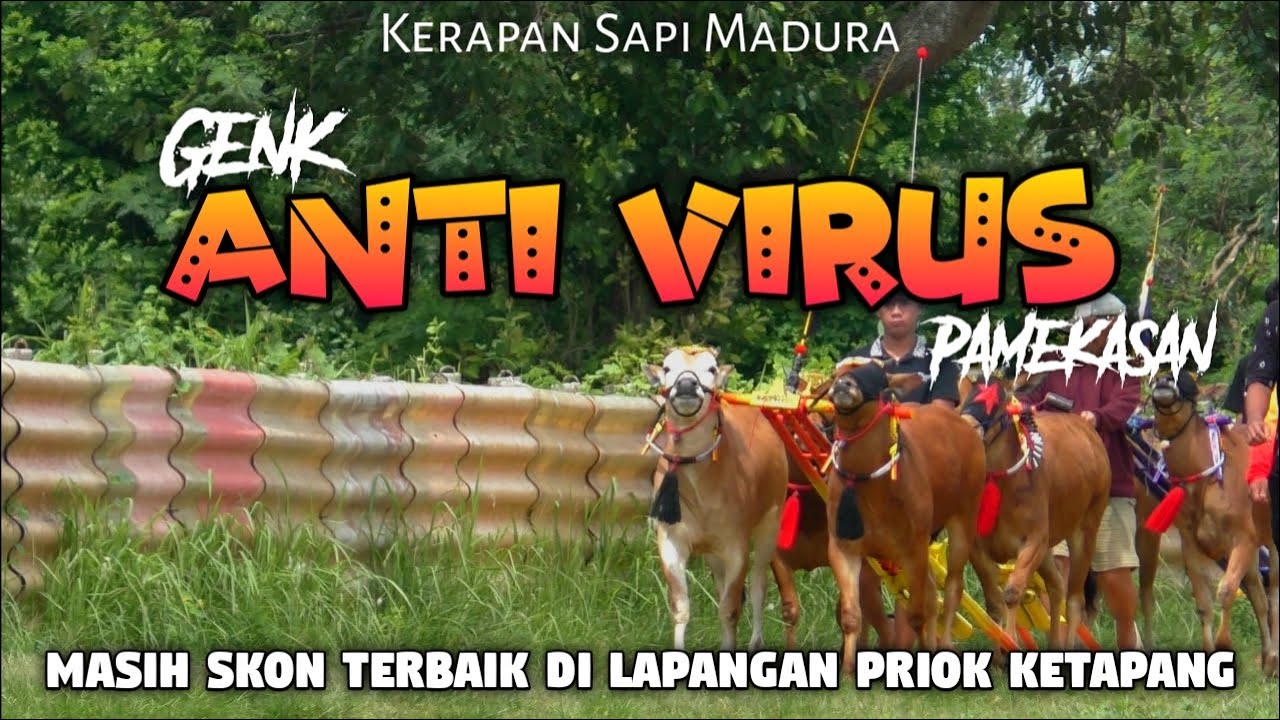 TEAM ANTI VIRUS PAKU ALAM Latihan bersama di lapangan Jet Matic Ketapang | Kerapan Sapi 2025