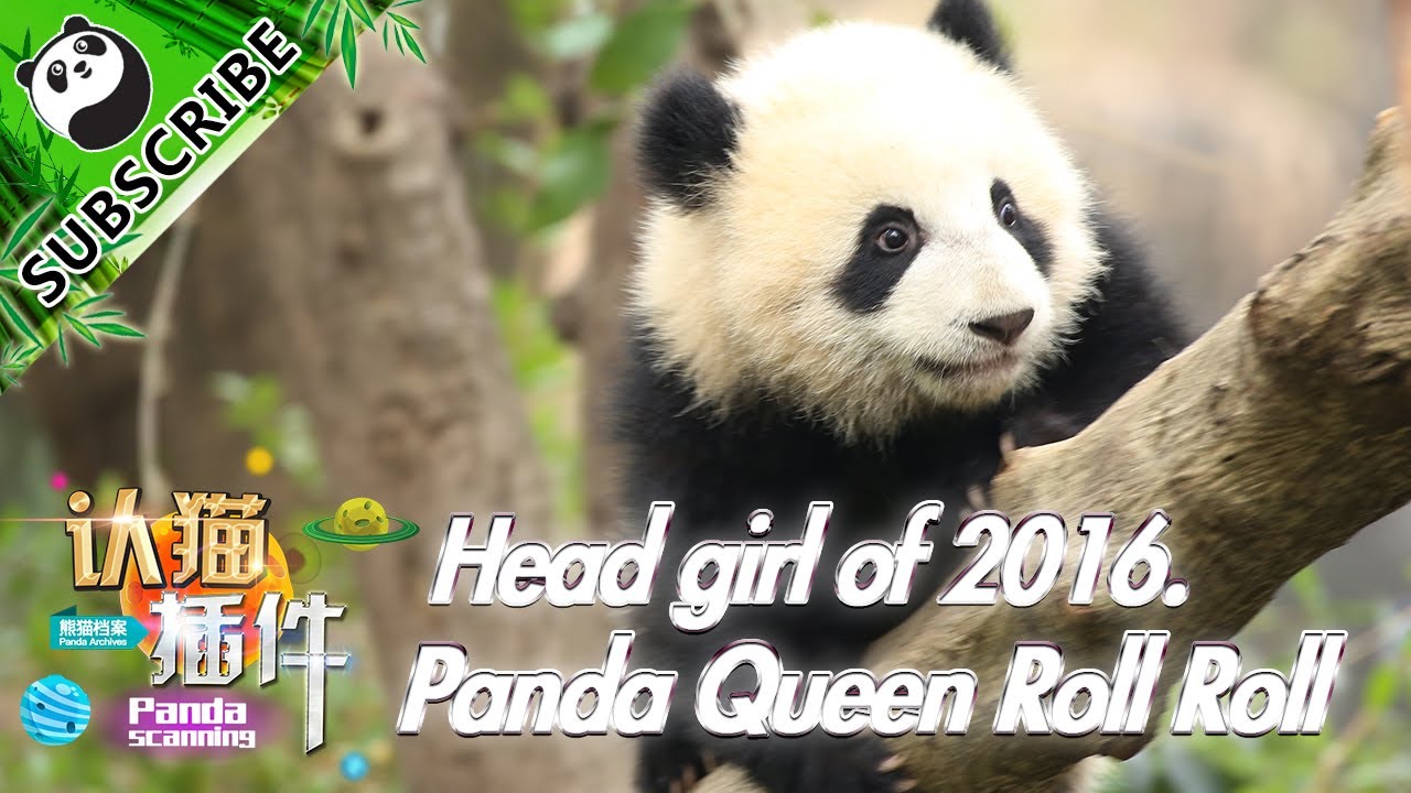 【Panda Scanning】Ep3 Head girl of 2016, Queen Roll Roll 20170619 | iPanda