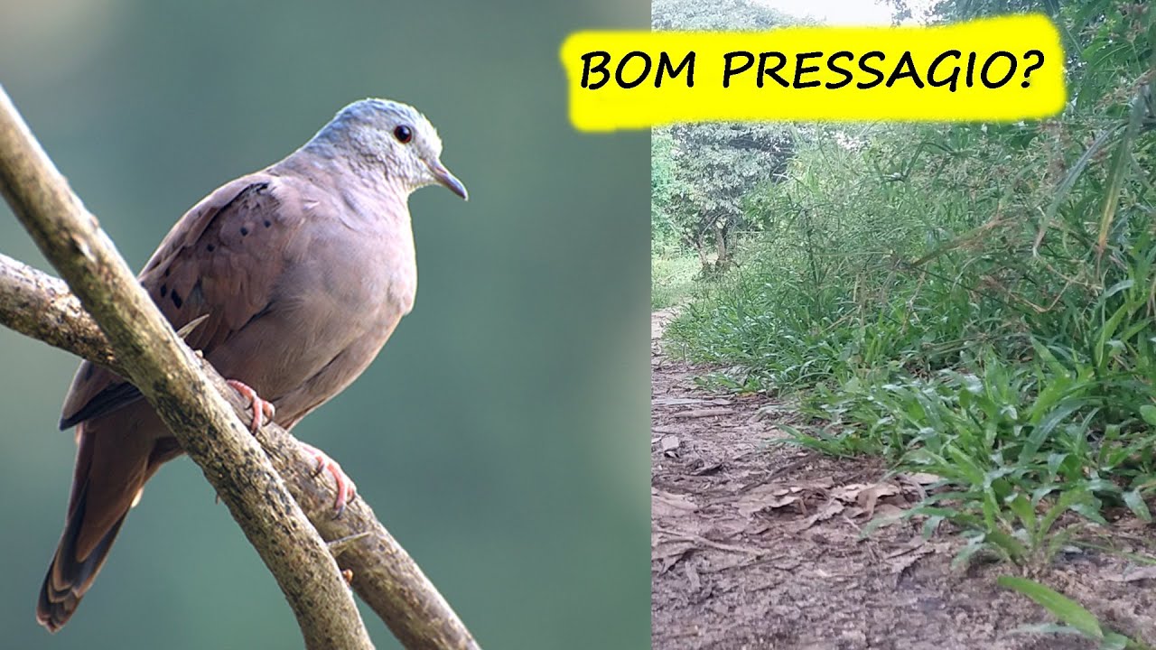 ROLINHA (passaro) SIGNIFICADO ESPIRITUAL A MENSAGEM, TRAZ BONS PRESSAGIOS?
