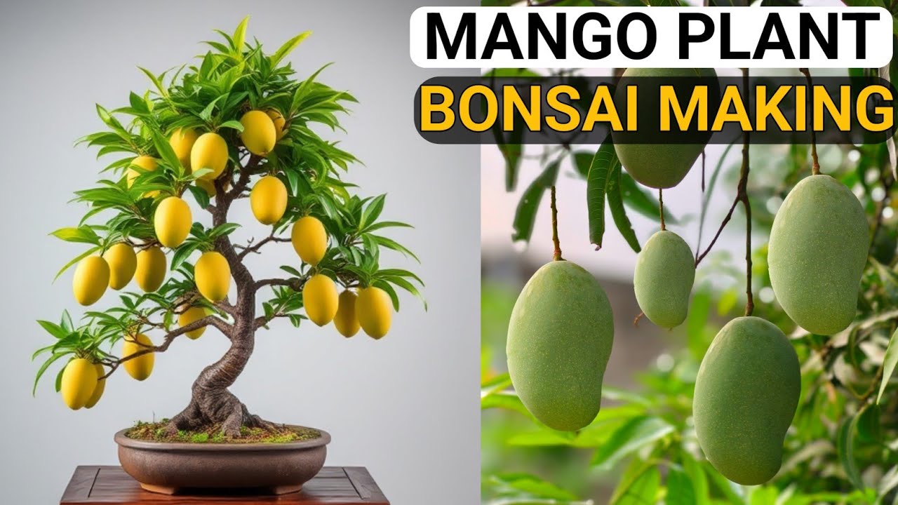 Mango tree bonsai making | Mango plant bonsai for beginners | Mango tree bonsai