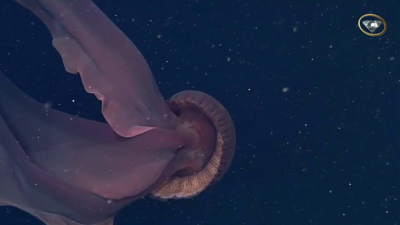 Derin denizlerin dev denizanası: stygiomedusa gigantea