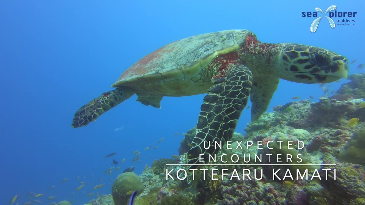 Diving Raa Atoll with Sea Explorer Maldives
