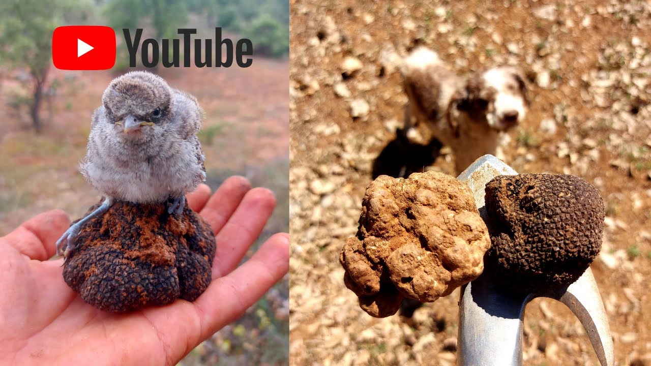 Fındık bahçesinde trüf mantarı (tuber aestivum) nasıl bulunur
