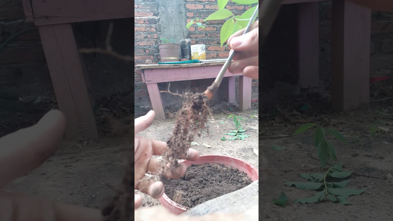 PALO BORRACHO BONSAI DESDE  0