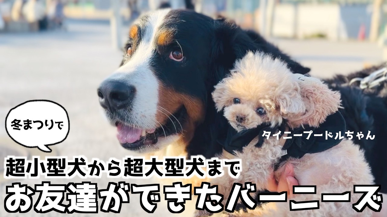 「埼玉わんわん冬まつり」のイベントでお友達がたくさんできたバーニーズ🐾