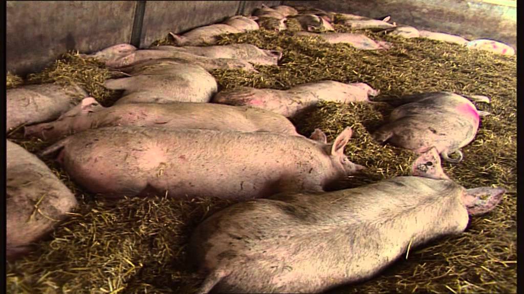 Bedrijfsfilm Nijsen/Granico - Feed - Nederlands
