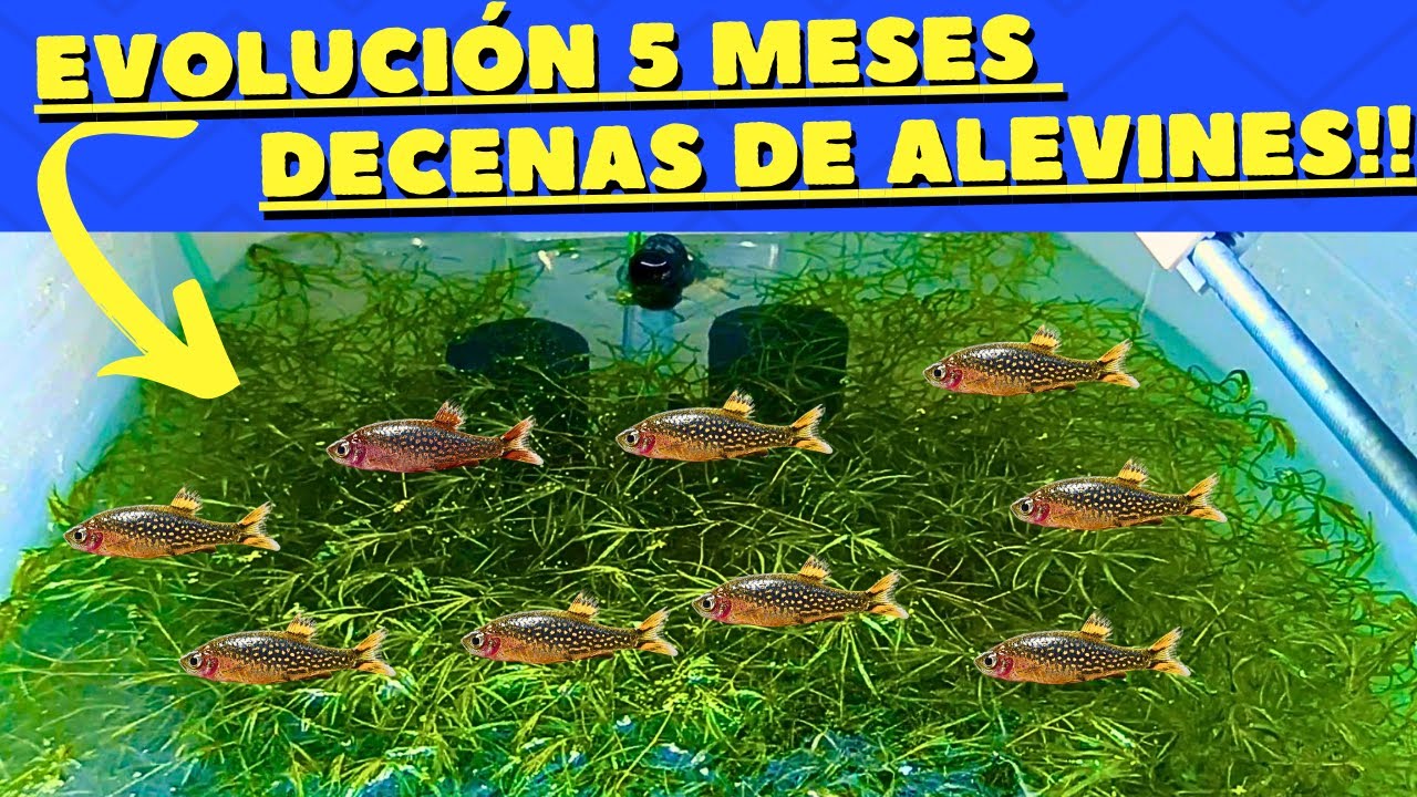 METÍ unos MICRORASBORA GALAXY en una CAJA por 5 meses y ESTO PASÓ (Parte 4)