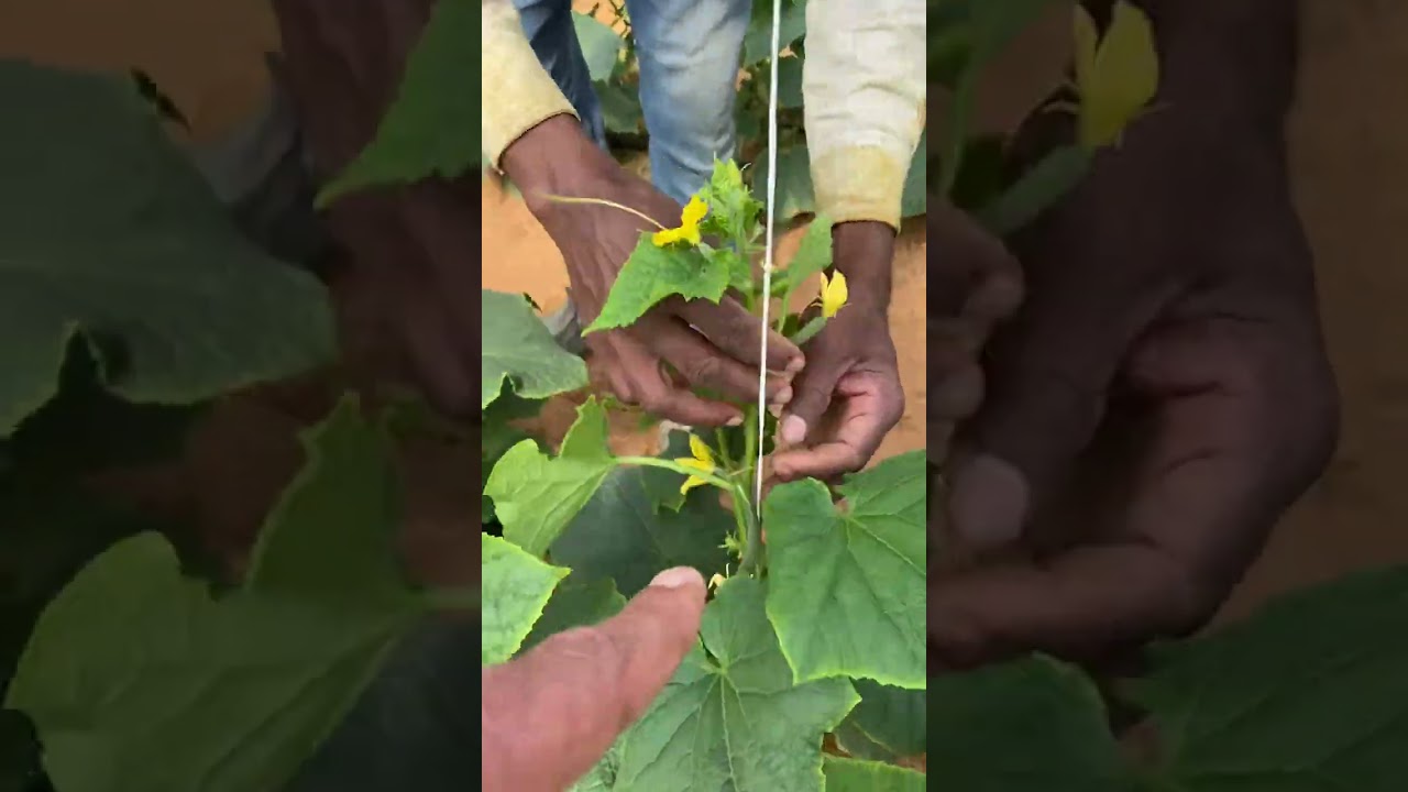 لف الخيار و رأيي حول تنزيل او طوي الخيار