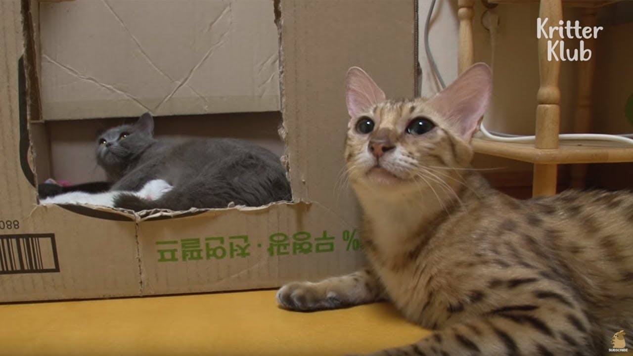 Борются две кошки, чтобы быть мамой котят | Криттер Клуб