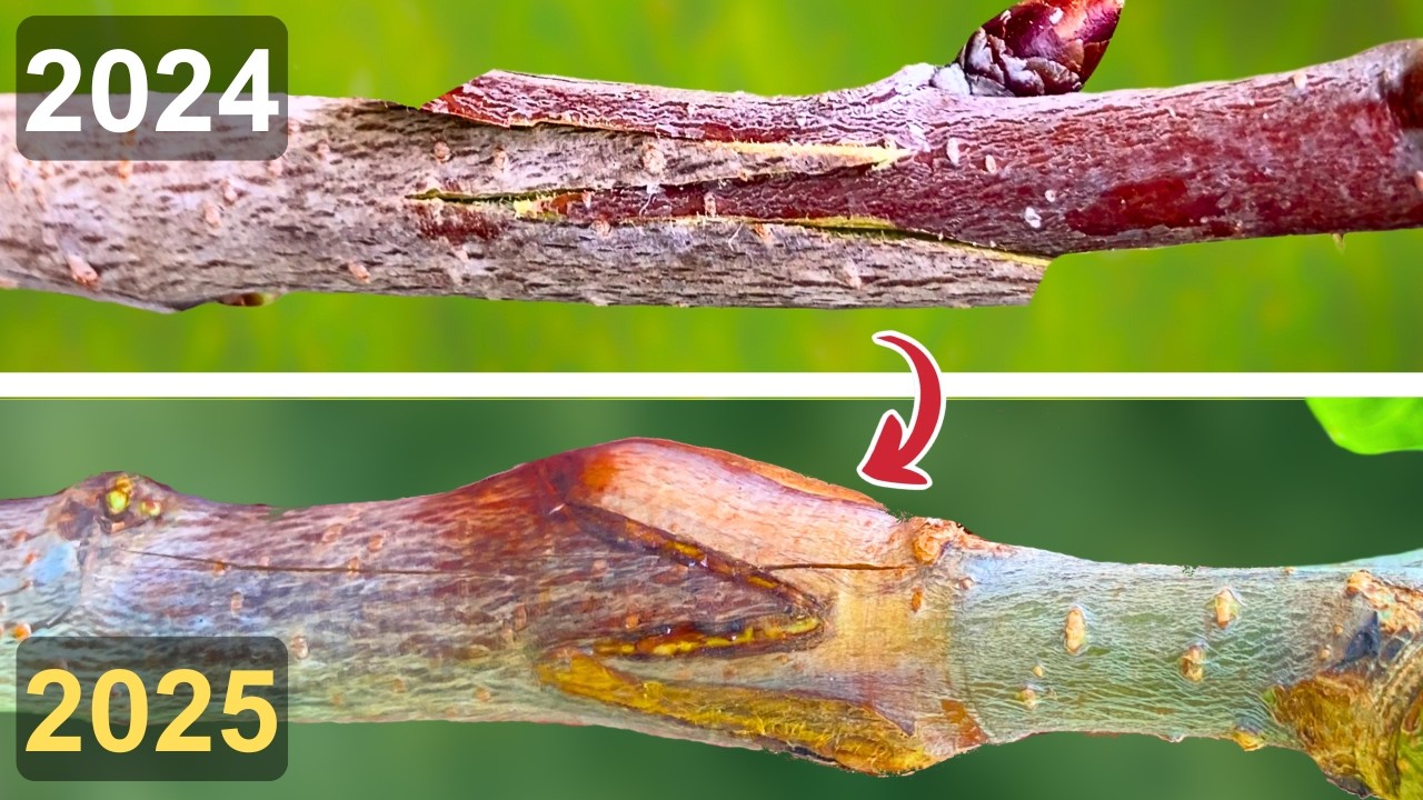 Whip and Tongue Grafting for Beginners - See the Results!