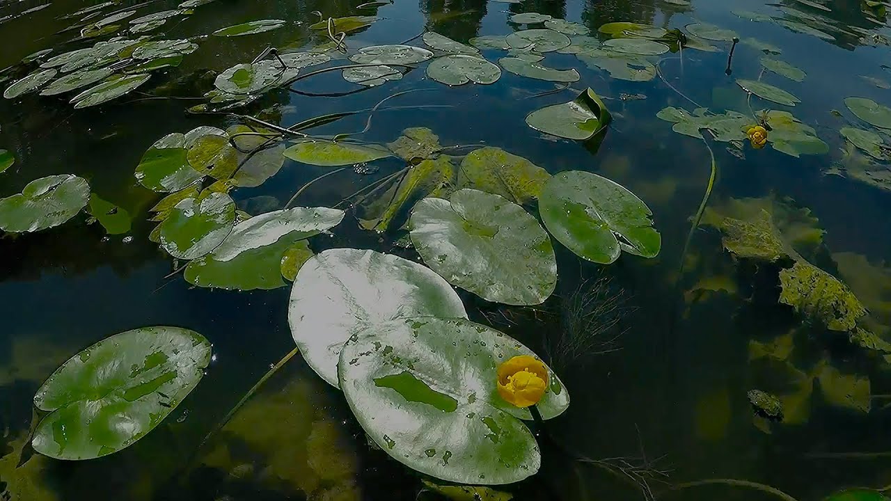 Sa&ocirc;ne - Unexpected River