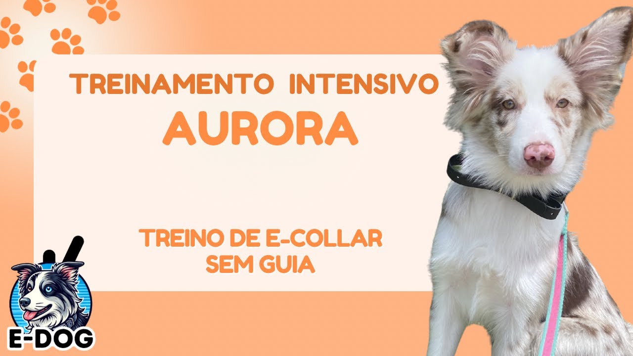 Treino de E-collar sem guia - Dia 08 - Treinamento Intensivo Aurora