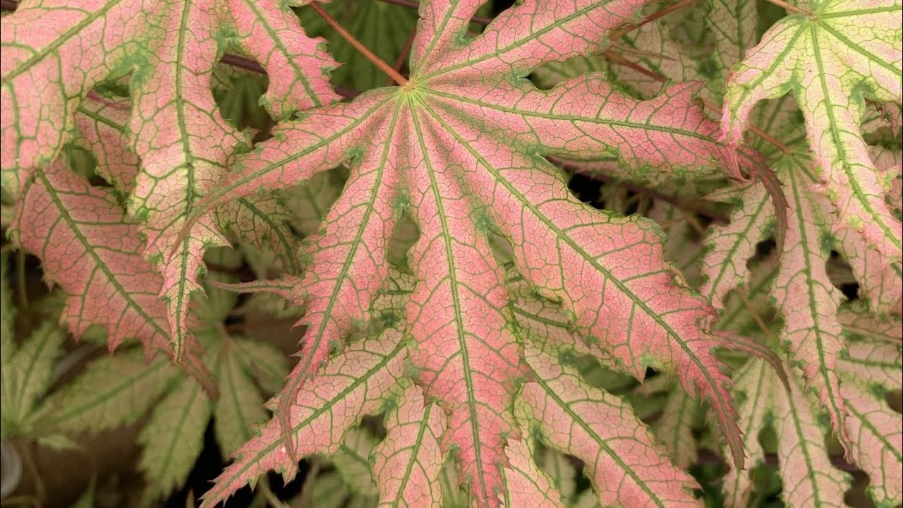 FIREFLY JAPANESE MAPLE