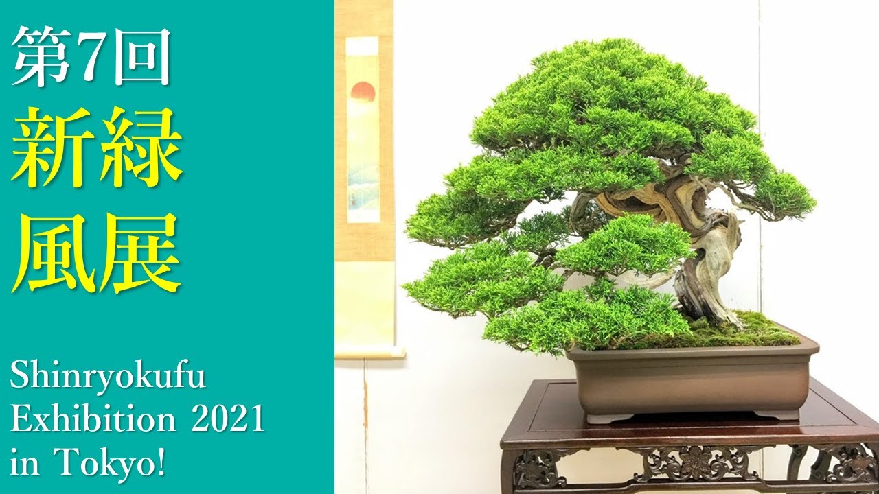 【盆栽展】第7回 新緑風展｜7th Shinryokufu bonsai Exhibition 2021 in Tokyo