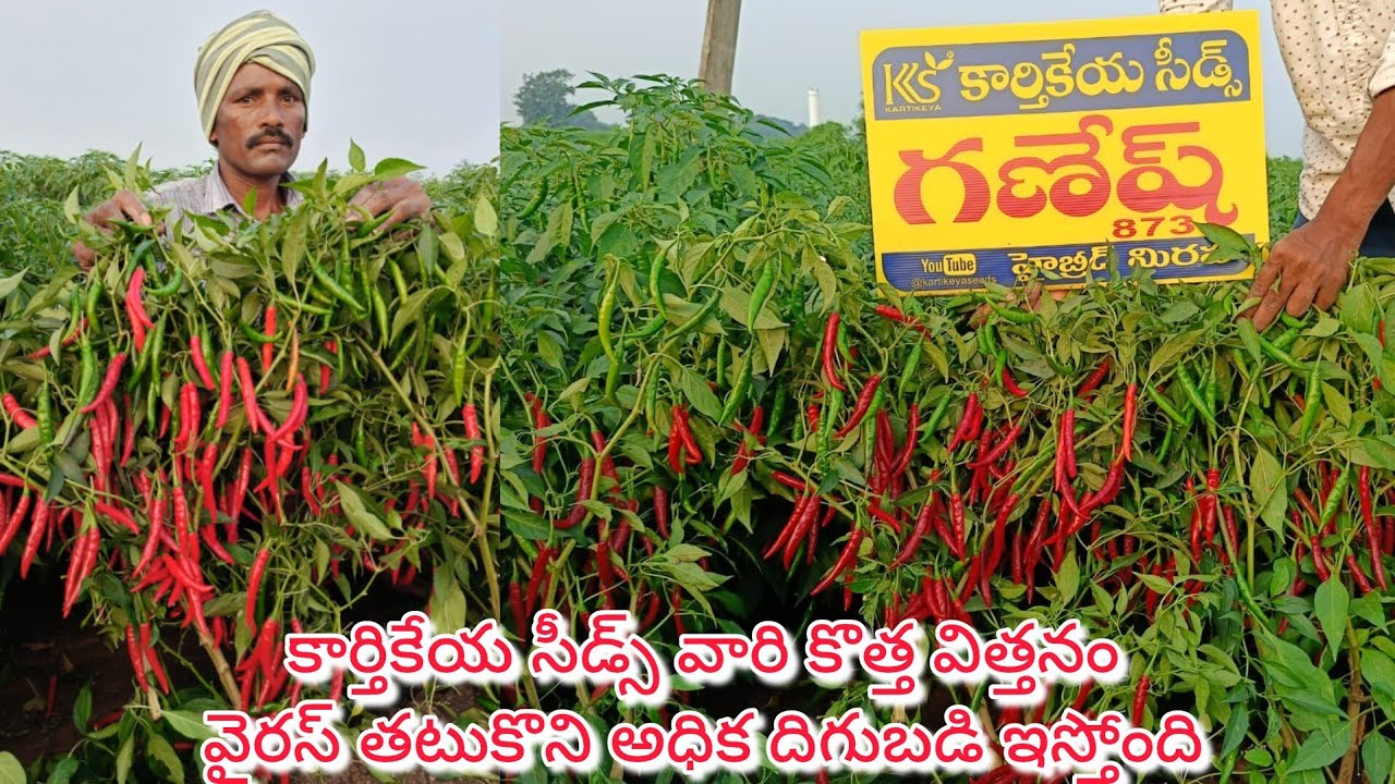 కార్తికేయ సీడ్స్ వారి గణేష్ -873 వైరస్ తటుకునే విత్తనం తాలు లేదు రైతు వేసుకో వలసిన విత్తనం