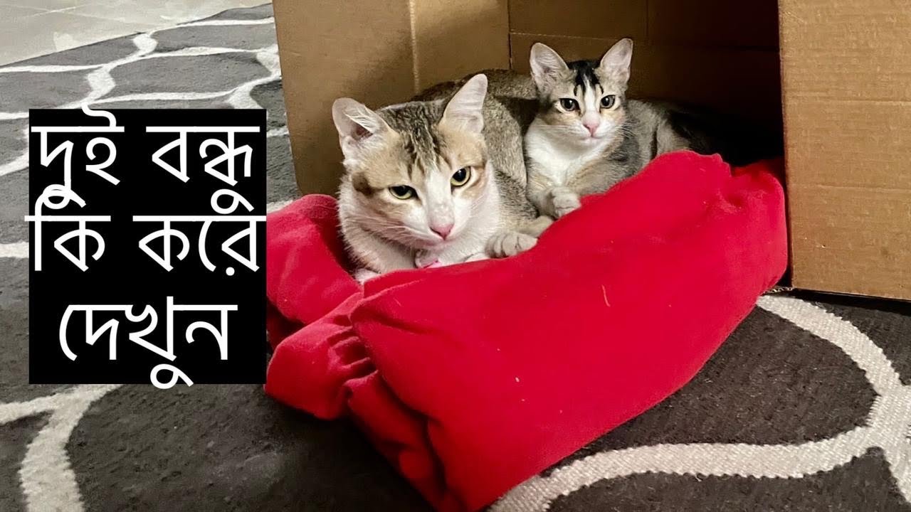 দেশি বিড়াল ফ্রি কৈ পাবেন I কিউট পোষা-প্রাণীর বাজার কাটাবন | Katabon Animal Market I জুলিয়ান মেডেলিন