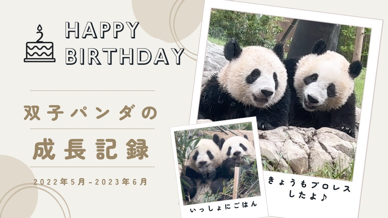 【シャオシャオとレイレイ 成長記録】２歳のお誕生日おめでとう🎂🎊2022年5月〜2023年6月までの姿をダイジェストにまとめた上野動物園の双子パンダの成長記録です🐼💕 #giantpanda