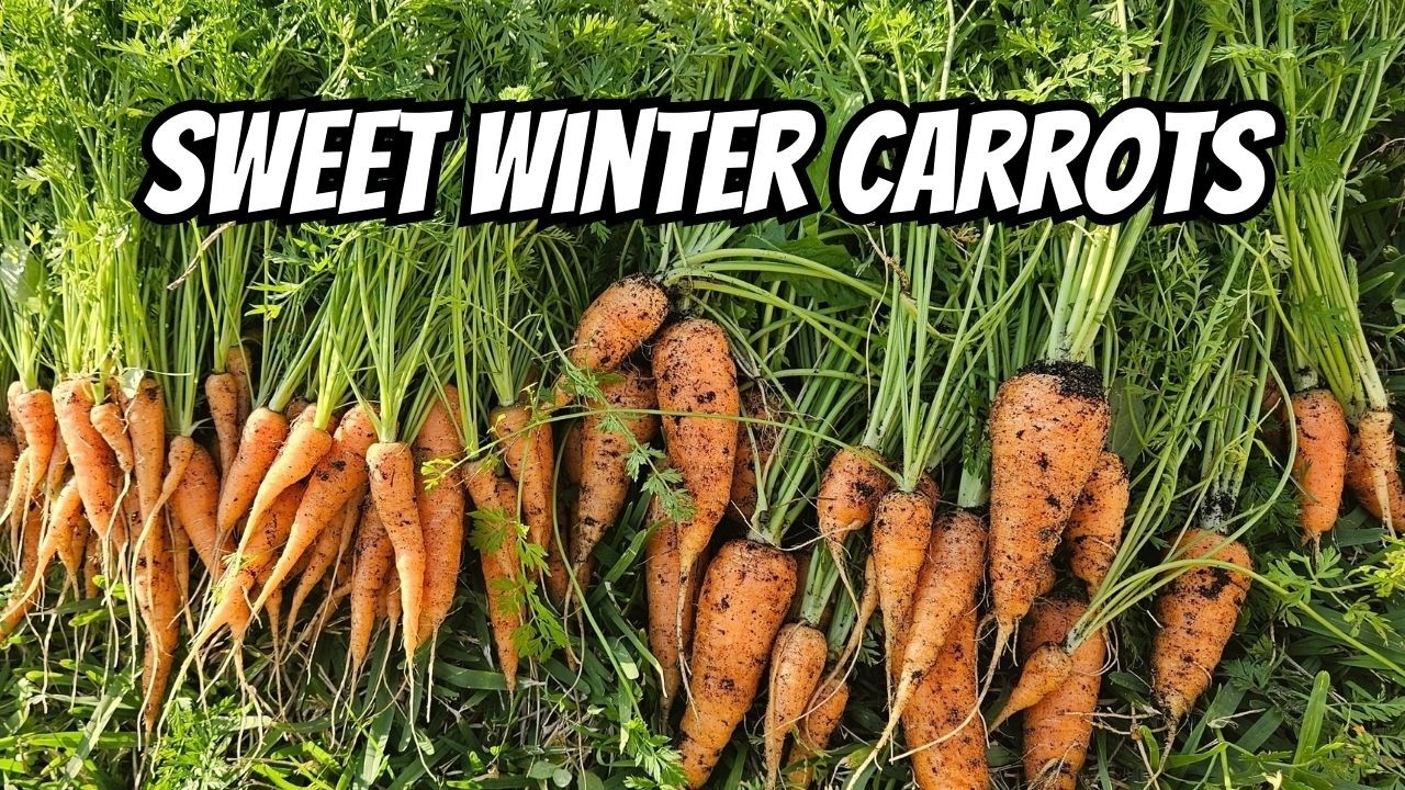 🥕 Почему зимой морковь слаще | Удивительный урожай моркови!