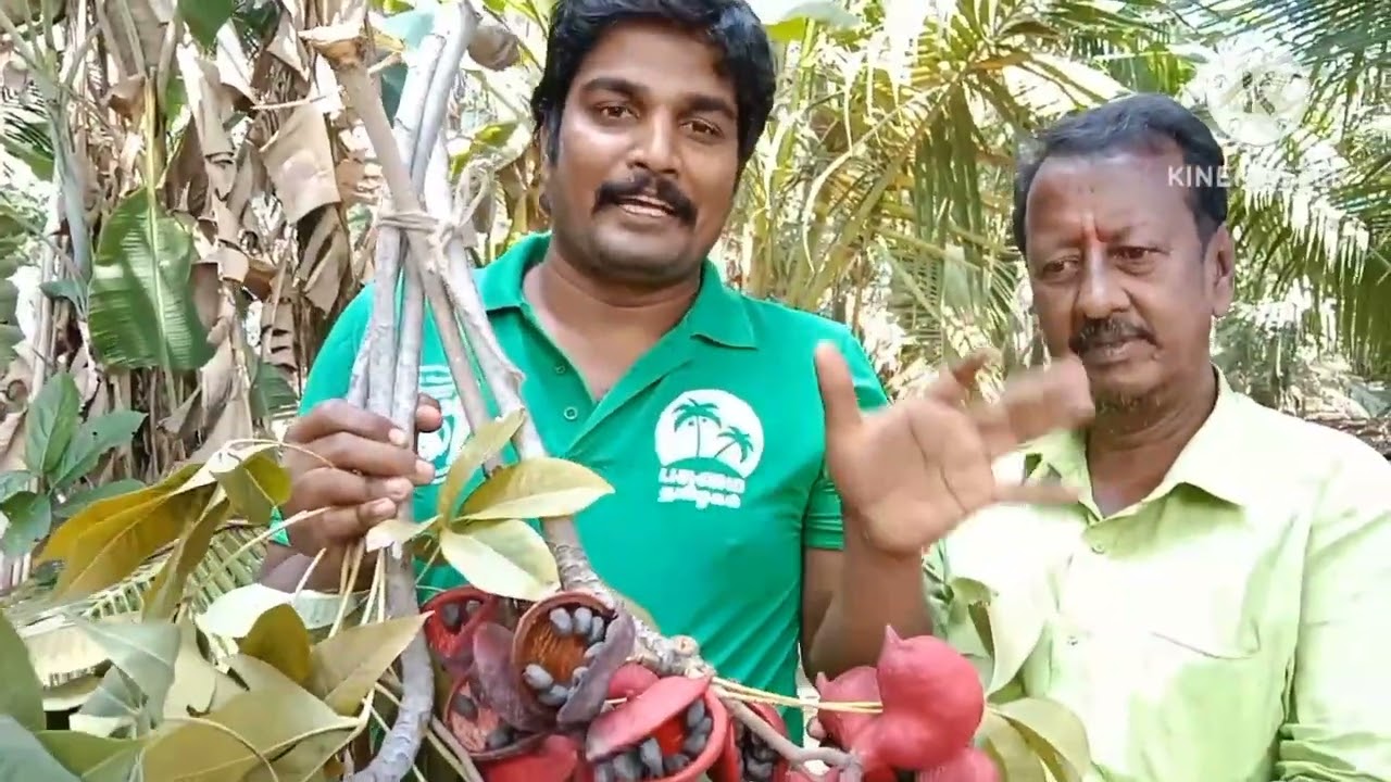 பூதகரபான், குதிரை பிடுகன் மருத்துவம் குணம் கொண்ட மரம்