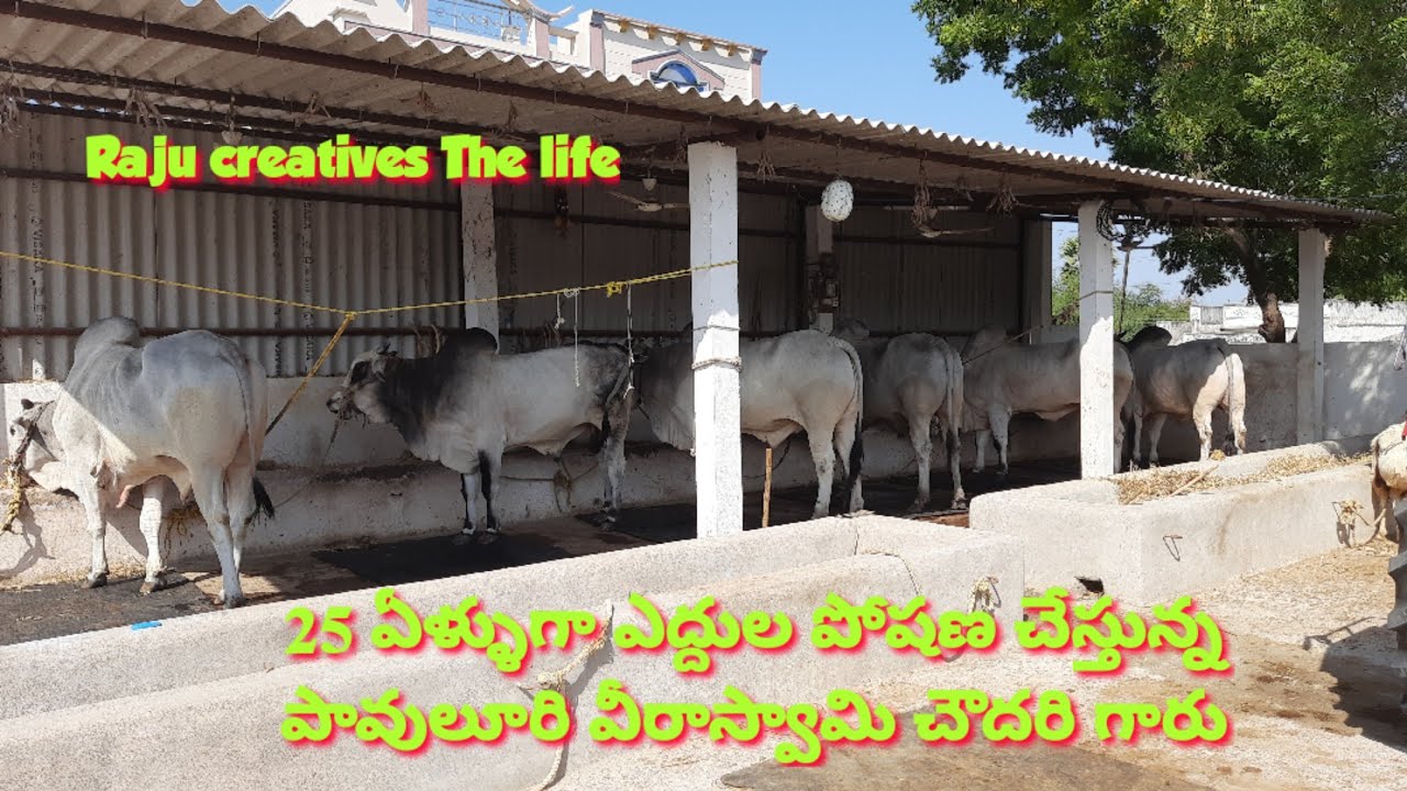 పావులూరి వీరాస్వామి చౌదరి ఒంగోలు జాతి పశుపోషకులు ongole bulls