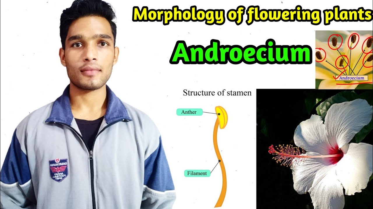 What is Androecium / Morphology of flowering plants