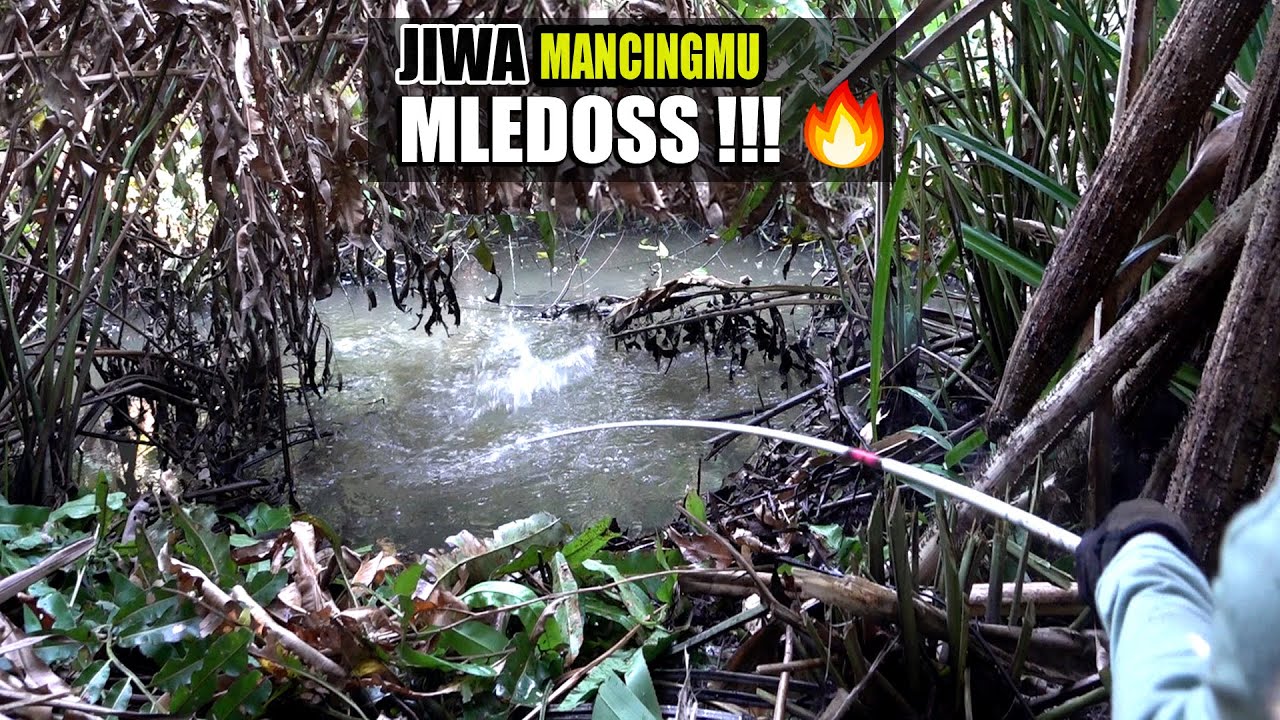 Gak kira2 seganas ini ikan kelaparan lihat umpan pemancing  #SG-395