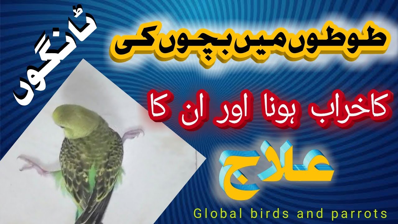 Leg problem Treatment of budges Parrots in Urdu | Splayed legs problem and treatment.