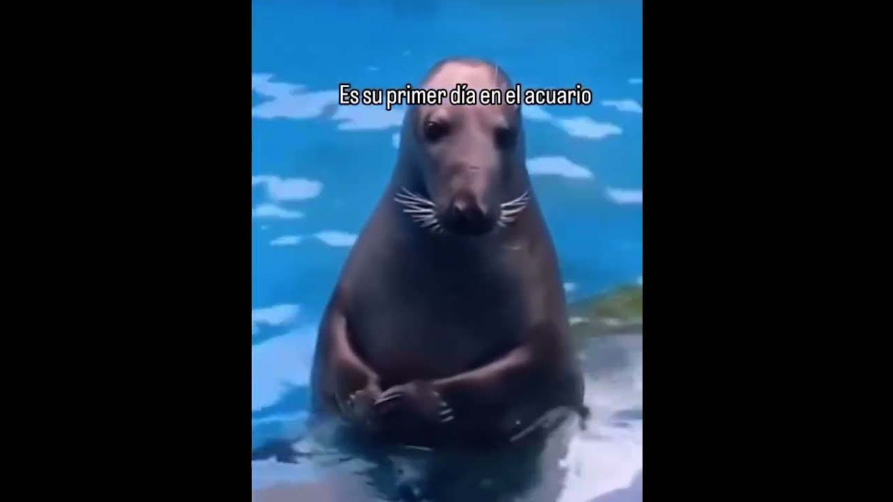 Su primer d&iacute;a en el acuario #fo&ccedil;a #tierna