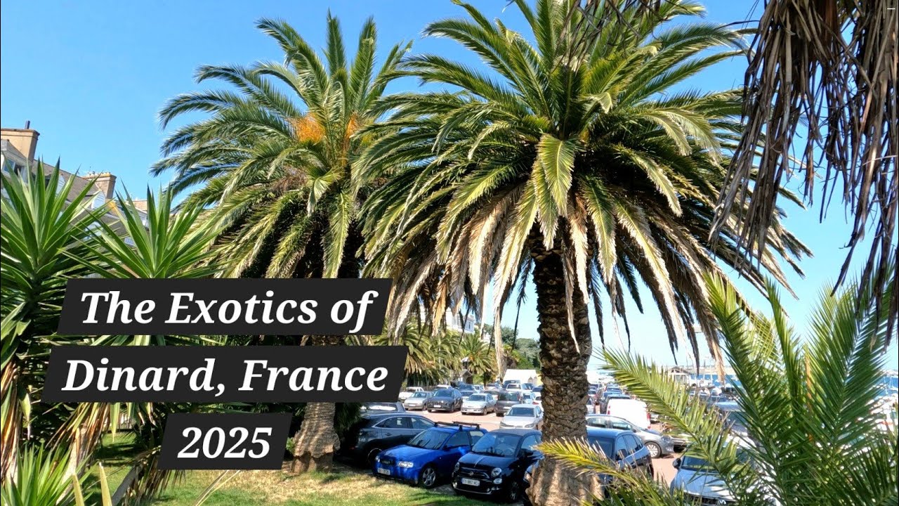 Exploring Dinard's Exotic Palms & Jardins Exotiques: Agave, Phoenix & Chamaerops in France 2025!