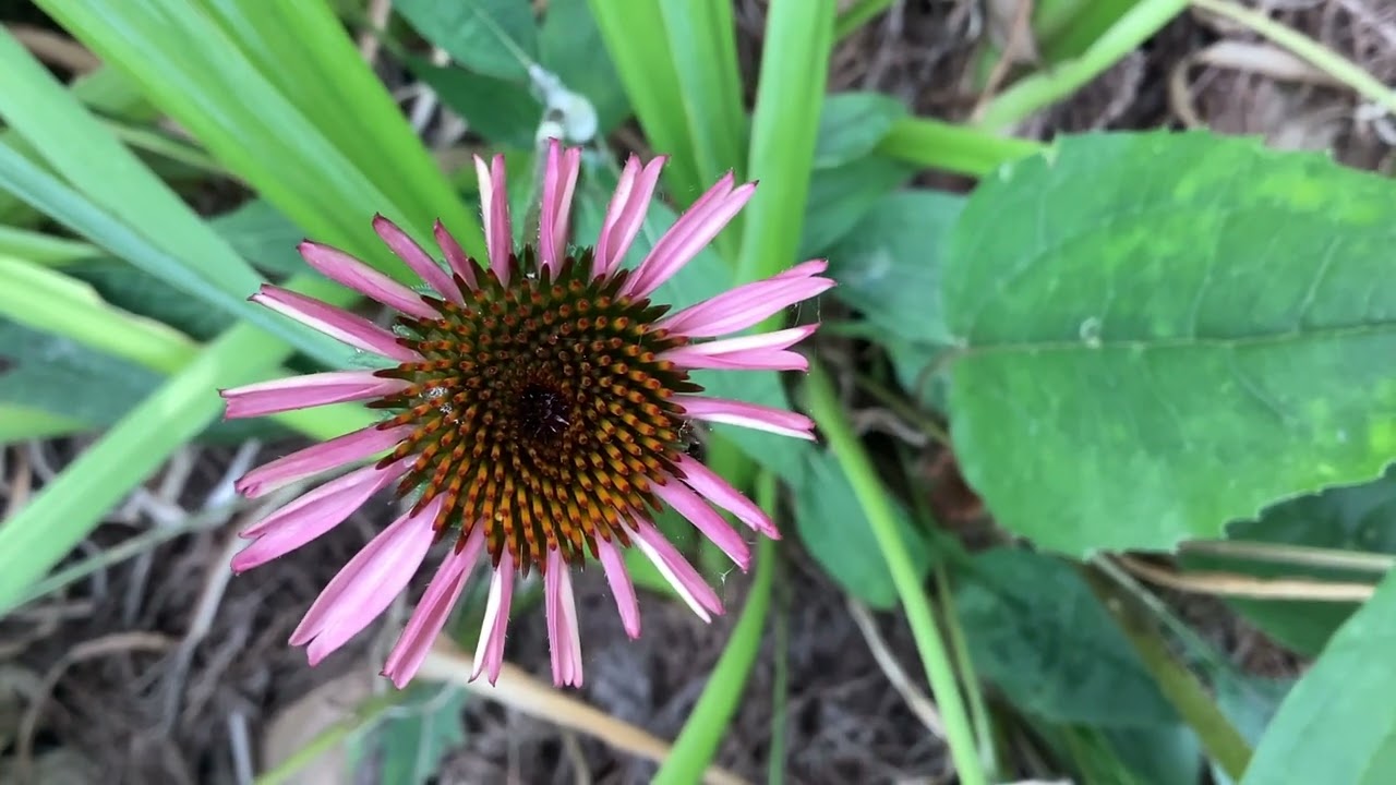 Paaj Mog-  A Young Flower 
