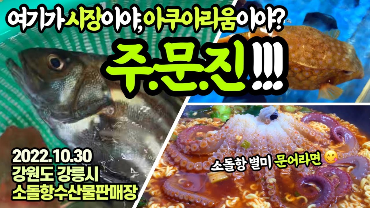 온갖 별난 생선이 다 모여있는 주문진 시장구경과 소돌항 별미 문어라면 먹방