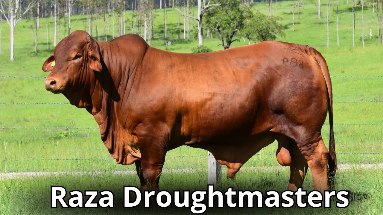 Ganado Droughtmaster: El maestro de la sequía y la resistencia en la Ganadería Sostenible.