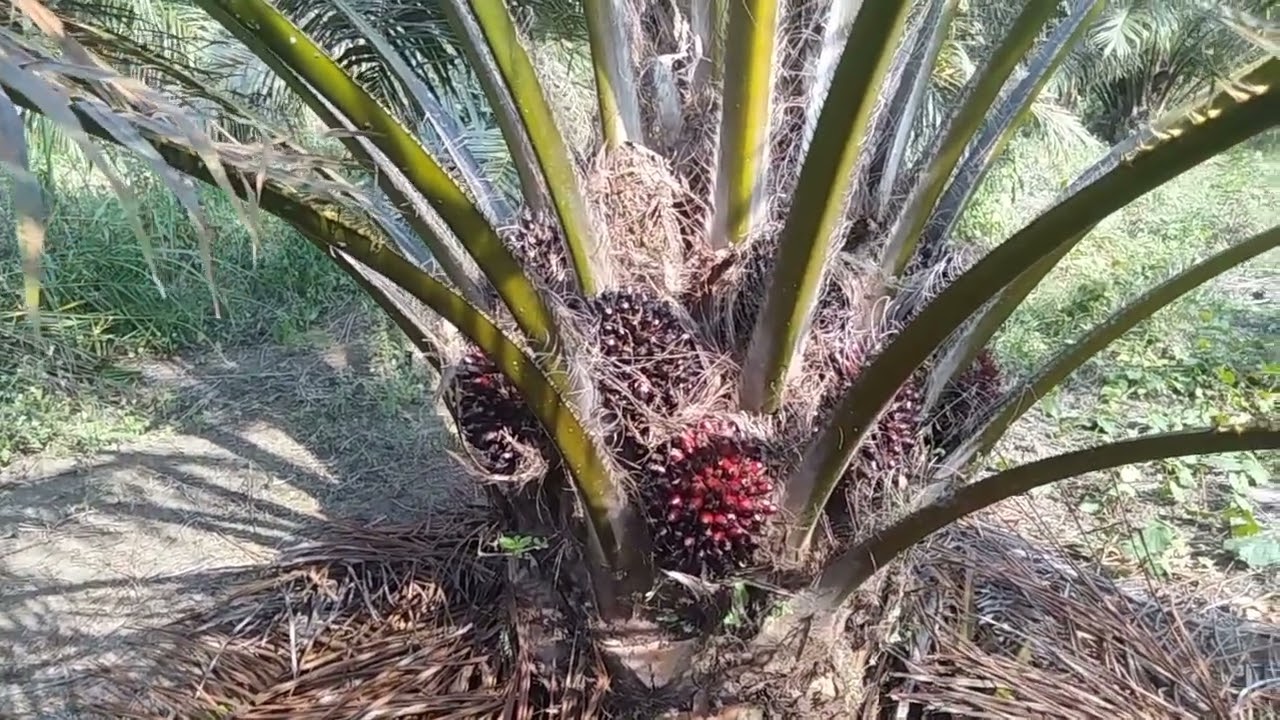 Berapa Hektar Kebun Sawit Harus Kita Miliki Untuk Bisa Di Titik Aman