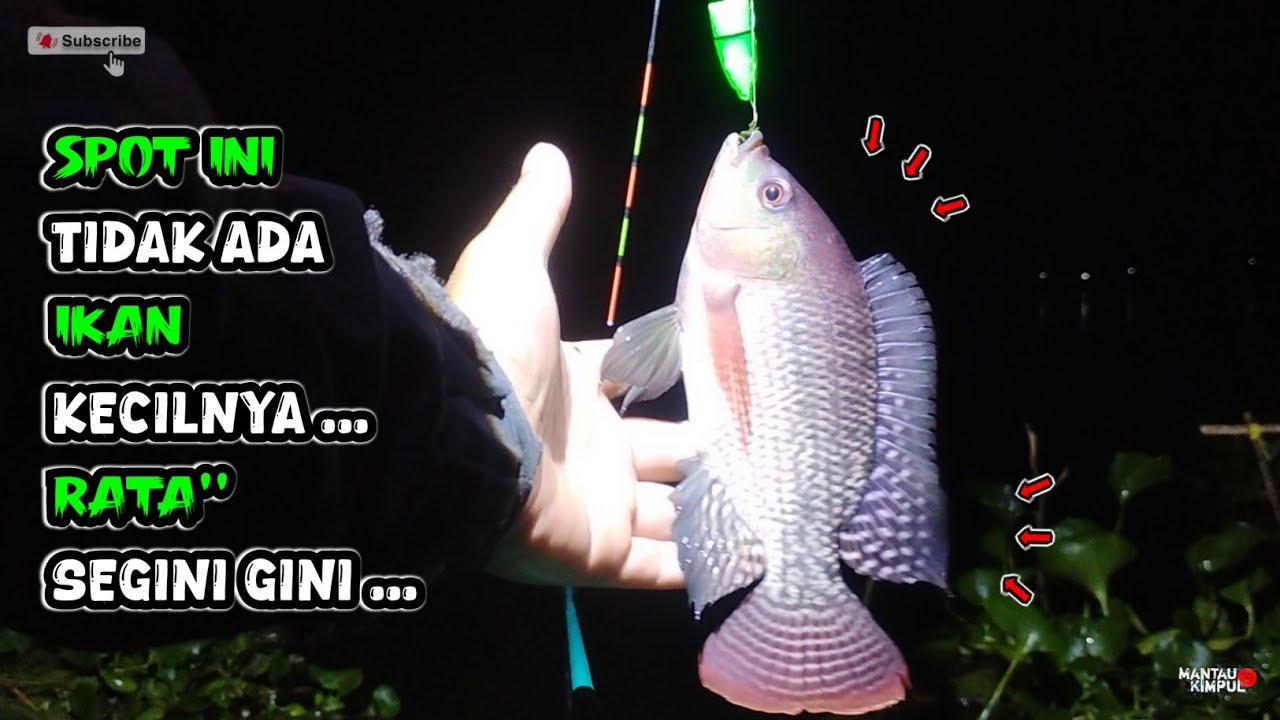 Ikan Besar Pada Makan Umpanku | Mancing Ikan Nila Liar Malam Hari Ngantang Terbaru