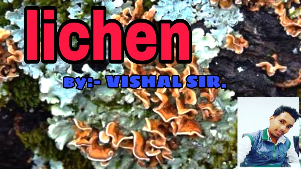 Lichen - Symbiotic association between algae & fungi.