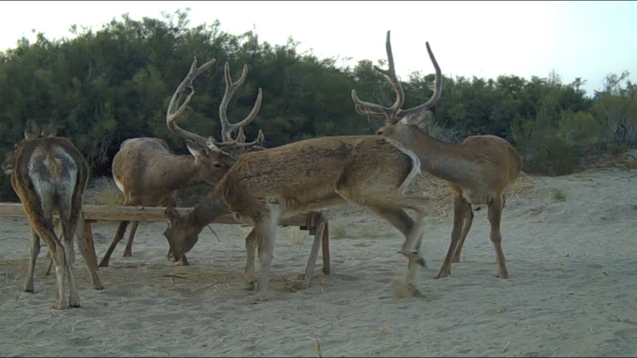 Потомственный лесник Болат Мулкибеков посвятил профессии больше 20 лет