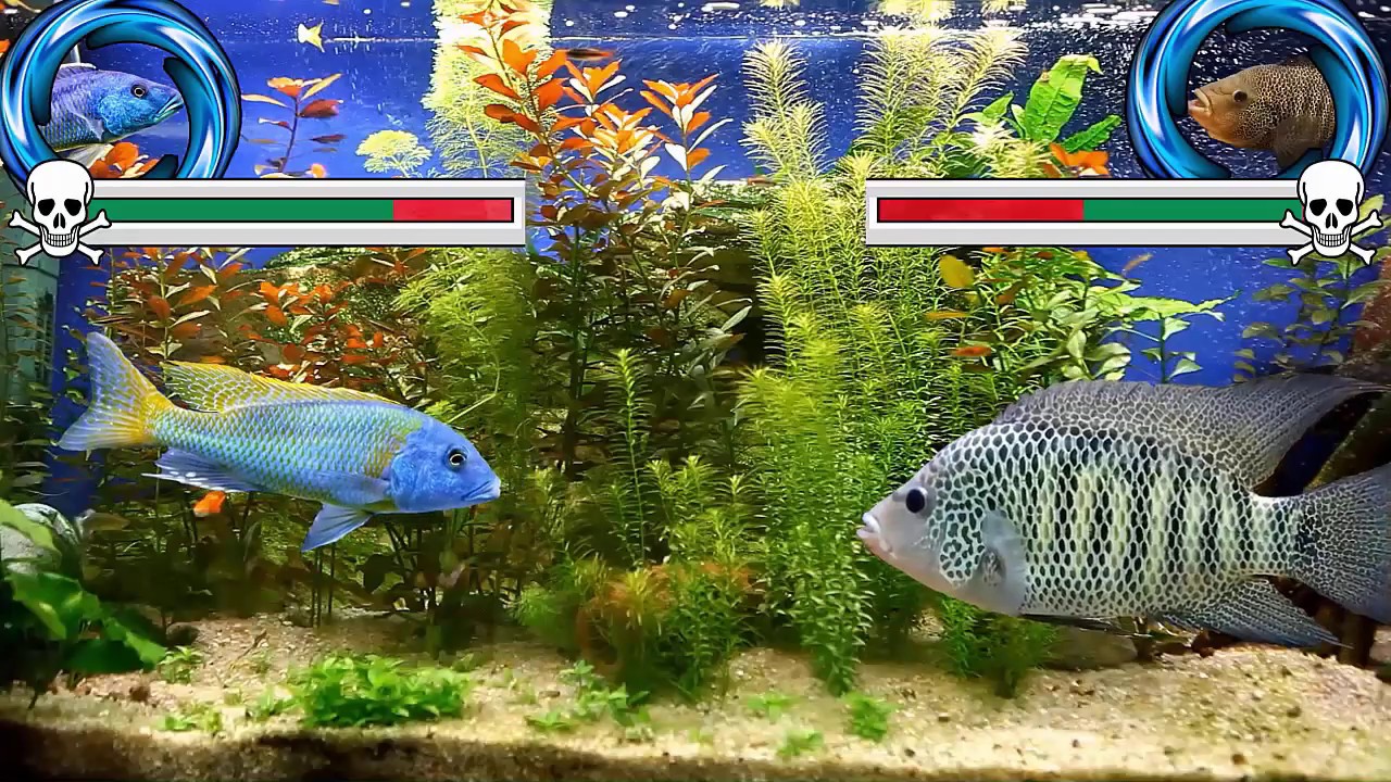 Ciclidos africanos vs Ciclidos americanos  :D
