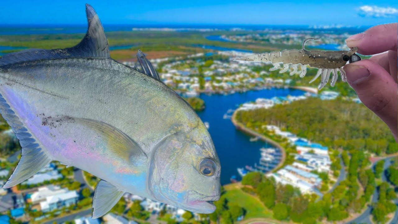 Gold Coast Canal Fishing | MMD PopPrawn | FT. Joe's Gone Fishing