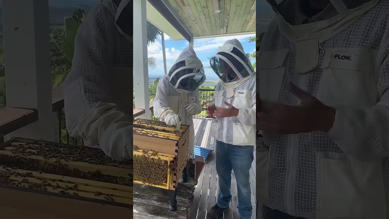 'Do I need to leave honey for the bees?'