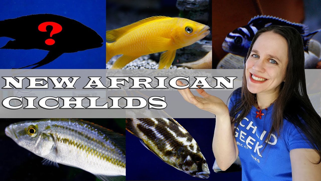 AWESOME AFRICAN CICHLID SHIPMENT -  Lake Malawi & Lake Tanganyika cichlids + NEW SUPER RARE CICHLID