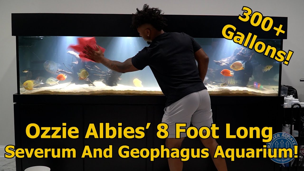 OZZIE ALBIES' 8 FOOT LONG SEVERUM AND GEOPHAGUS AQUARIUM!!! OVER 300 GALLONS!! - PREMIER AQUATICS