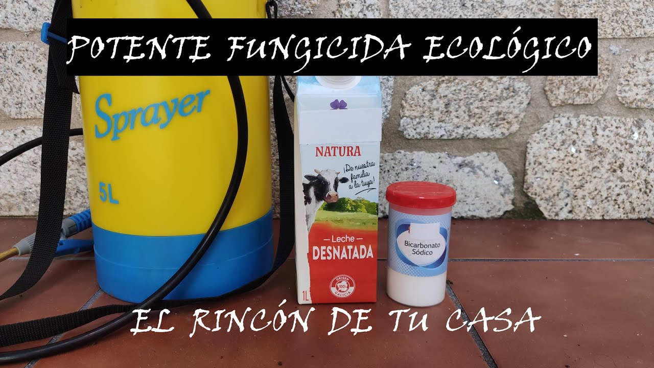 FUNGICIDA  DE LECHE Y BICARBONATO contra mildiu/Oidio/Roya