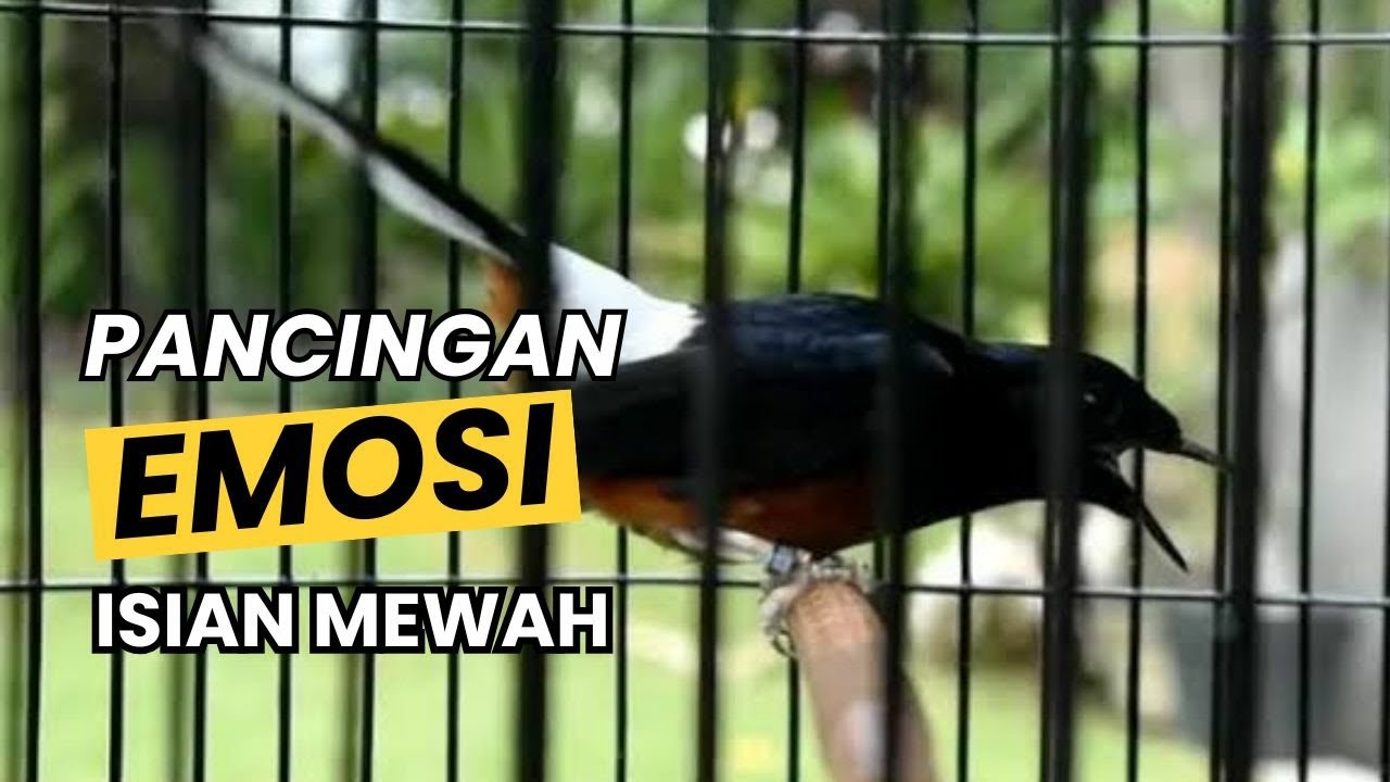 MURAI BATU GACOR FULL ISIAN TEMBAKAN MEWAH Cocok Untuk PANCINGAN Murai Batu Agar EMOSI BONGKAR ISIAN