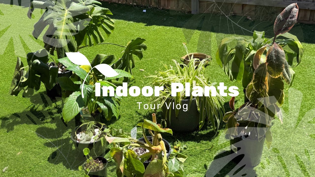 Indoor Plants 🪴🌱   #trending #video #peace #viral #love 