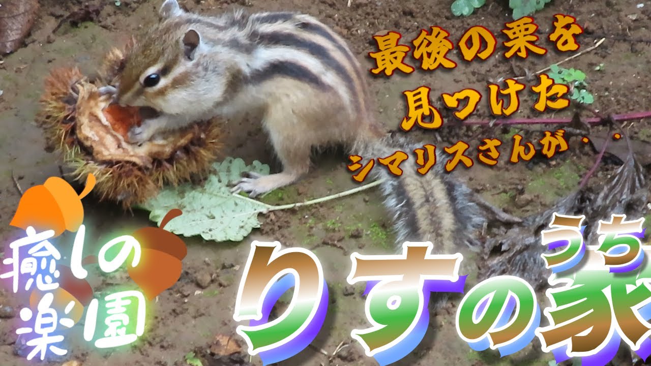 🐿️【栗🌰】イガイガの中の最後の一粒を見つけたシマリスさんがっ！！