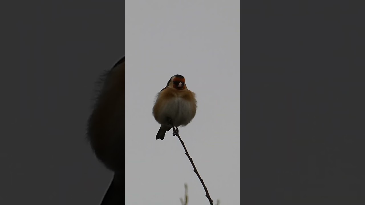 Goldfinch #wildlife #nature #uk #birds #goldfinch #goldfinches #youtubeshorts #beautiful